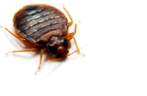 Bed Bug Pest Control Near Me is a Local Bed Bug Exterminator/ Pest Control Company Serving Mt Kisco, NY 10549 & Westchester County, NY