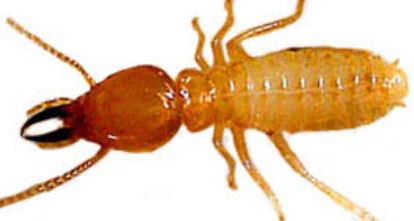 Termite-exterminator-Pest-control-Near-Rye-NY-Westchester-County-New-York